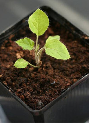 Nipple Fruit Seeds ~ Cow's Udder ~ Titty Fruit ~ Apple of Sodom (Solanum mammosum) ~ Nipplefruit Bizarre Fruit in the Solanum Family