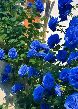 【 Repeat Blooming】🌹Climbing Rose Seeds - Luck Rises