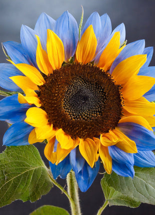Twin-Blossom Blue Over Yellow Sunflower Seeds