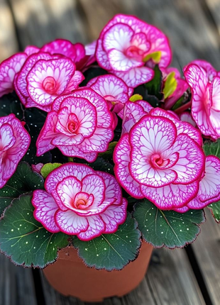 Begonia Rex 'Pink Neon'