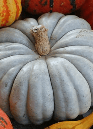 Blue Pumpkin Seeds
