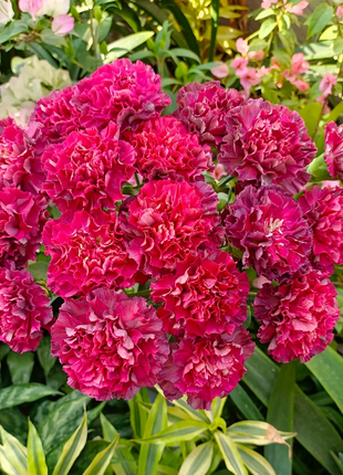 Multicolor Carnation Seeds