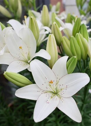 Lily Bulbs