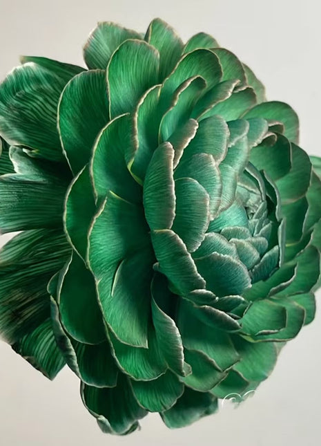 Midnight Blue Scottish Green Peony Seeds