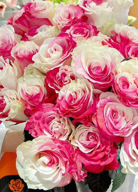 Fuchsia white rose seeds - Cozy Beauty