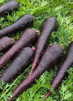 Carrot Deep Purple F1