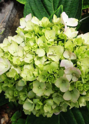 20 pcs/Pack Hydrangea Seed Bonsai Flower Seeds Hydrangea Perennial Garden Home