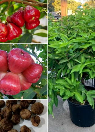 Wax-apple Fruit Seeds🍹