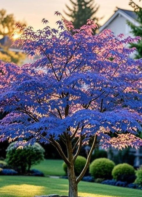 10Pcs Purple Japanese Maple Seeds – Grow a Unique, Elegant Tree with Stunning Deep Purple Foliage