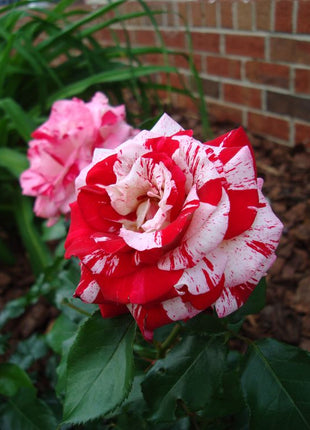 Rose red white Miniature Rose