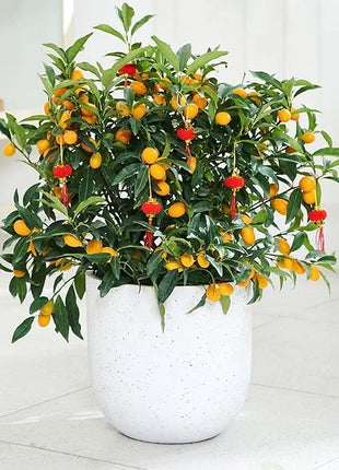 Kumquat Tree Seeds