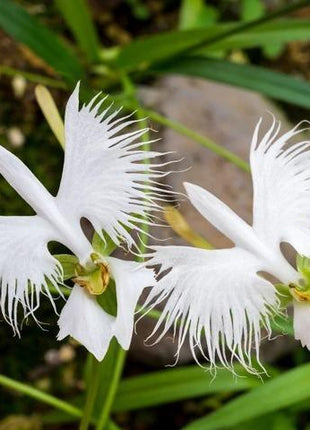 Habenaria radiata