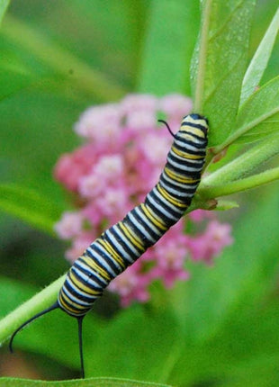 Monarch Butterfly Wildflower Seed Mix