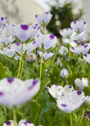 Baby Blue Eyes Seeds