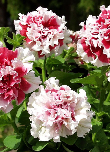 Cascade Petunia - Red Pirouette