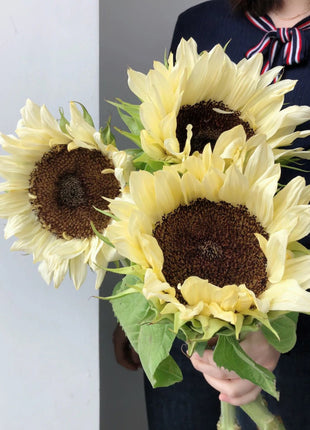 50 Seeds White sunflower with black core