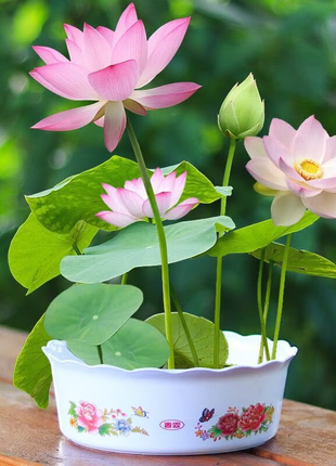 🔥【7 days germination】💐The Sacred Bonsai Bowl Lotus Flower