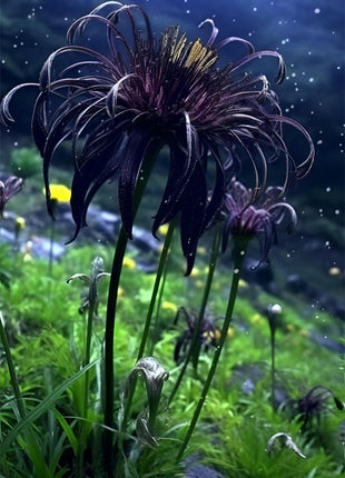 🖤Black Spider Lily