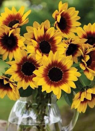 Sunflower Bonsai Flowering Machine, Glorious Years