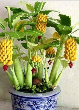 30pcs Dwarf Banana Seeds