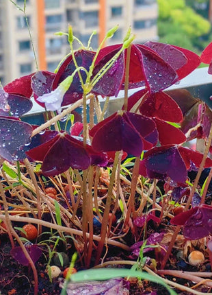 💜Purple Luck Oxalis Bulbs