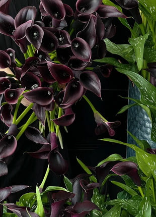 Calla Lily Seeds - Mixed - Beautiful Flowers Planting