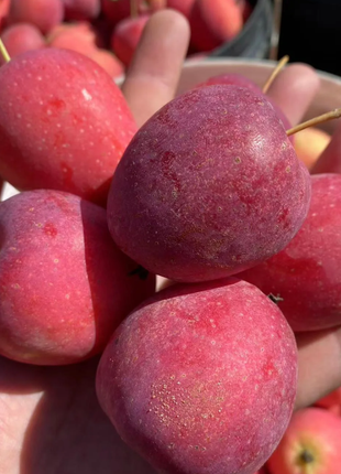 Xantolis Stenosepala Mini Apple Seeds