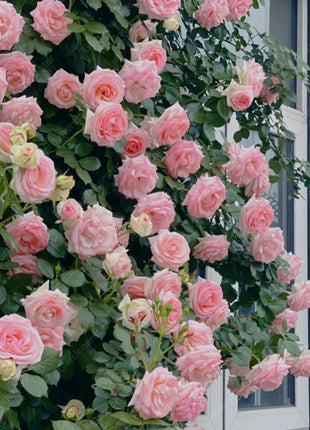 🌹Climbing Rose Seeds - Luck Rises