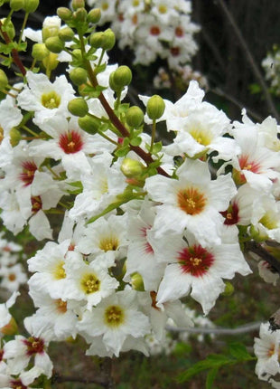 Xanthoceras Sorbifolia, Raintree Flower Seeds
