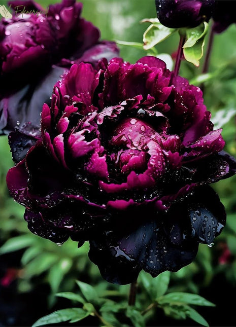 Black Beauty Peony Flower Seeds
