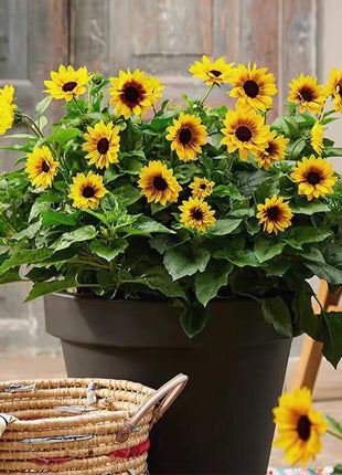 Sunflower Bonsai Flowering Machine, Glorious Years