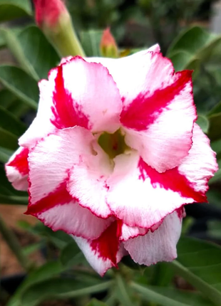 Desert Rose 🌹Striped pink and white