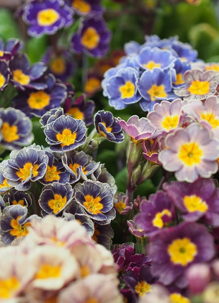 Mixed Color Primrose Seeds