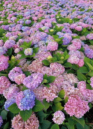 Hydrangea Seeds 50 seeds Mixed Color Seeds Stunning Perennial Flower Seeds for Gardeners Hardy Blooms Perfect for Landscaping and Garden Beautification