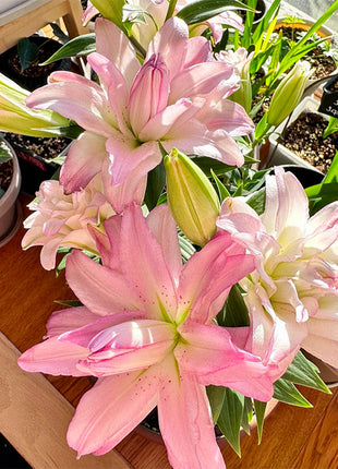Lily Bulbs