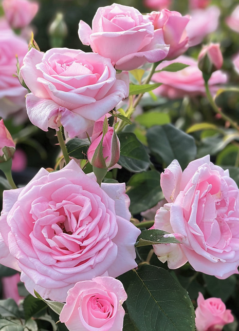 Pink Sunset Roses Seeds