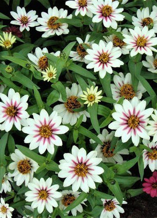 ZINNIA SEEDS - ZAHARA STARLIGHT ROSE