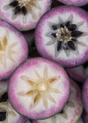 planting star apple seeds Star Apple Seeds – HenryGarden