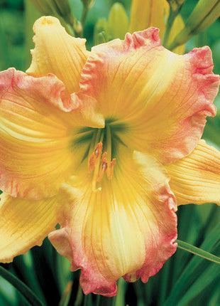 Daylily Hybrid Flowers Seeds, Hemerocallis Hybrid, 20pcs/pack