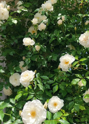 🌹Climbing Rose Seeds - Luck Rises