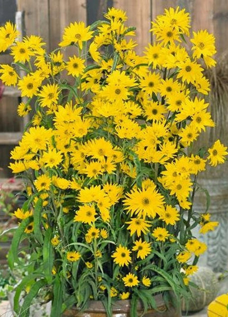Giant Maximillian Sunflower Seeds - Perennial Sunflower