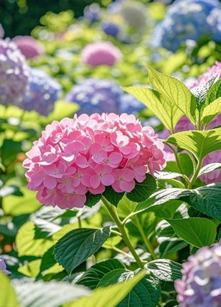 200 PCS Mixed Color Hydrangea Seeds, Easy to Grow, Ideal for Family Gardens, Small Spaces & DIY Floral Arrangements