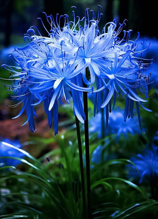 Higanbana Spider Lily Equinox Flower Bulbs