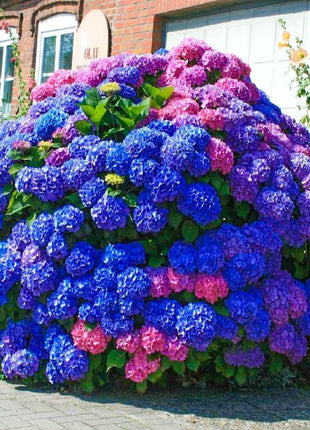 20 pcs/Pack Hydrangea Seed Bonsai Flower Seeds Hydrangea Perennial Garden Home