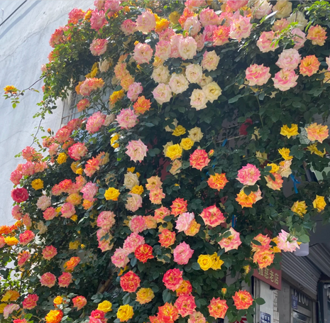 Climbing Rainbow Rose Seeds