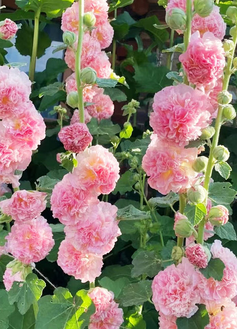 300+ Hollyhock Seeds Carnival Mix Giant Mallow Double Hollyhock Flowers Seed Perennial Outdoor Home Garden Flower