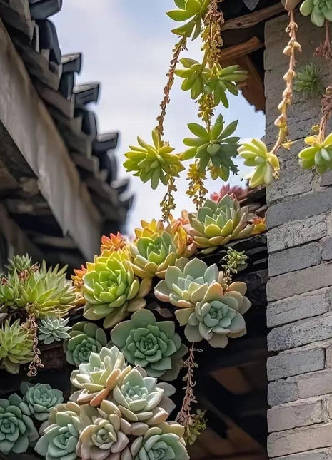 Rare 300pcs Mixed Succulent Seeds – Easy to Grow, Vibrant, Colorful, and Unique Plants for Your Garden, Home Pots, and Decor