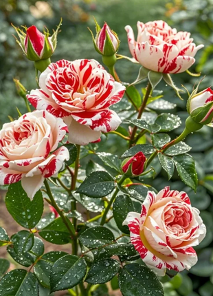 Neil Diamond Rose: A True Garden Gem ✨