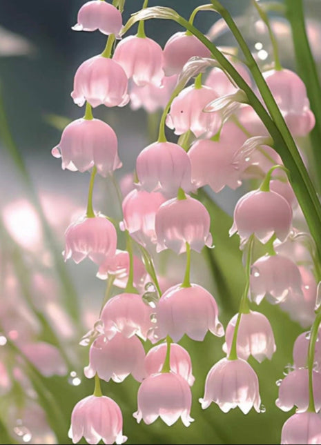 Lily of the Valley Seeds
