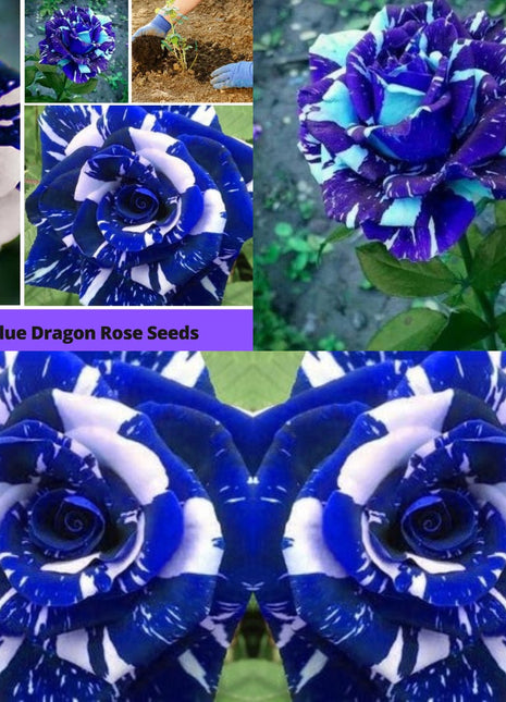 Blue Dragon Rose Seeds